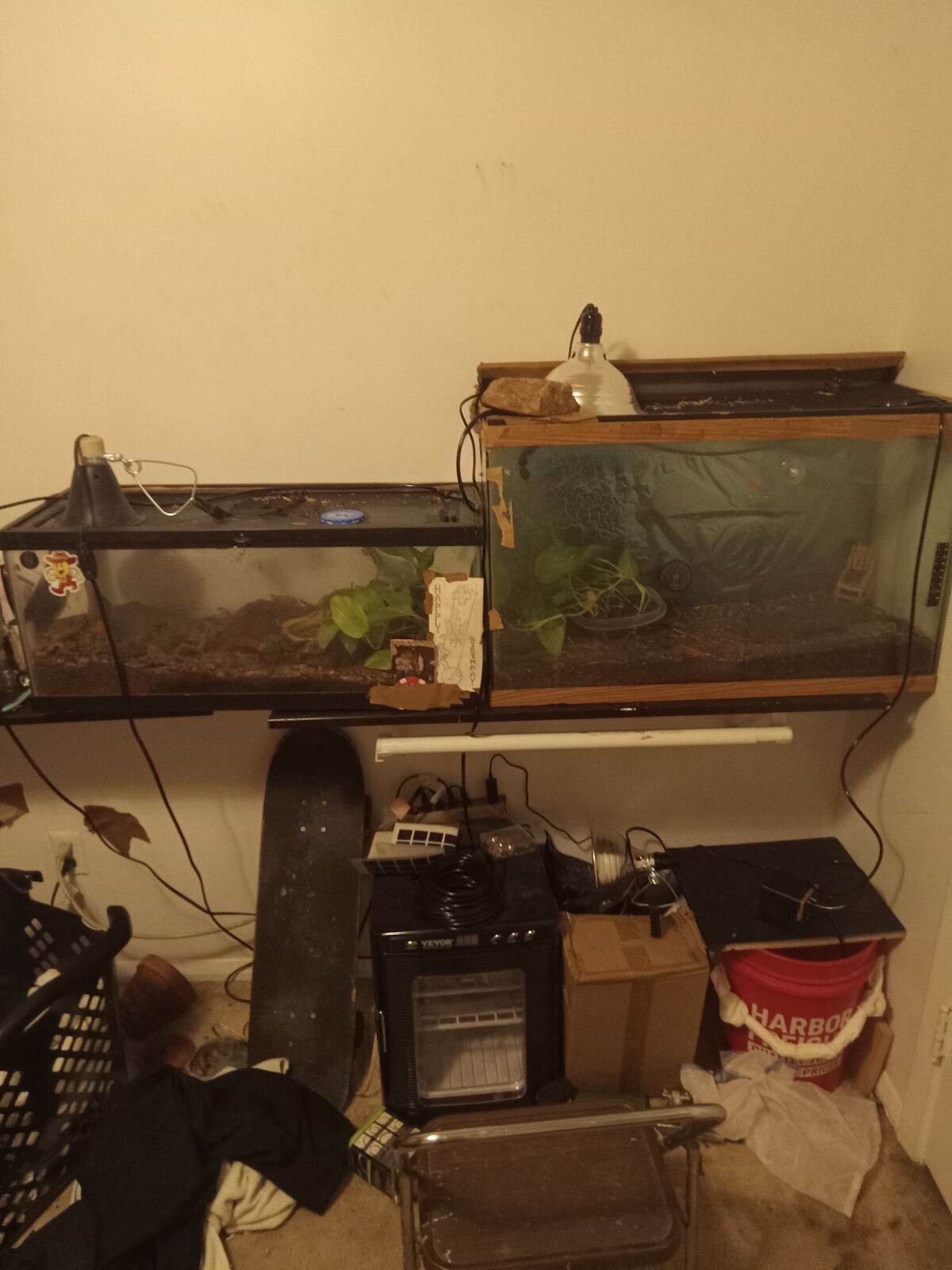 Black african house snake sexed pair