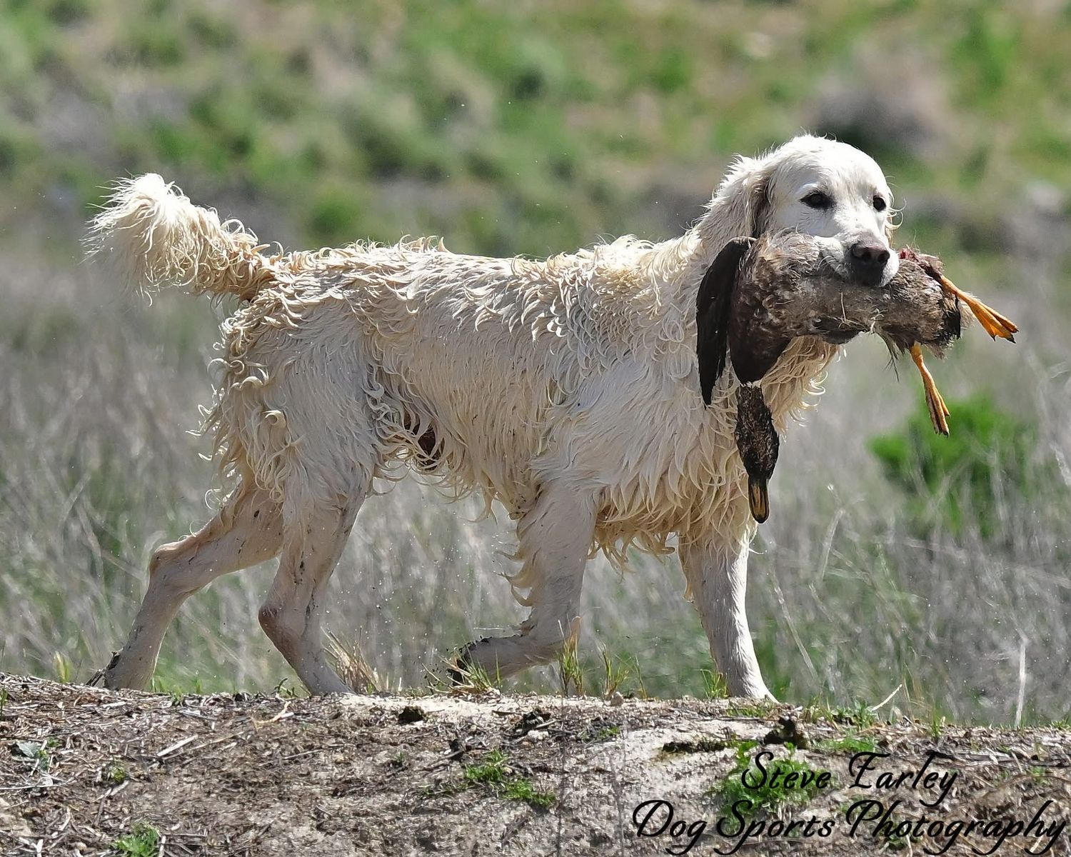 Golden Retriever Hunting Dog / Stud