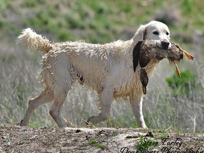 Golden Retriever Hunting Dog / Stud