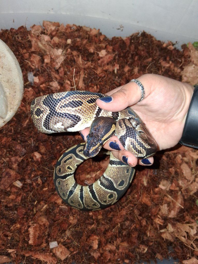 Female het Mojave Ball python