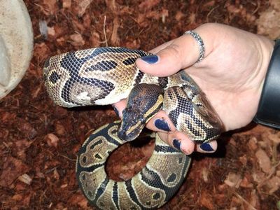 Female het Mojave Ball python
