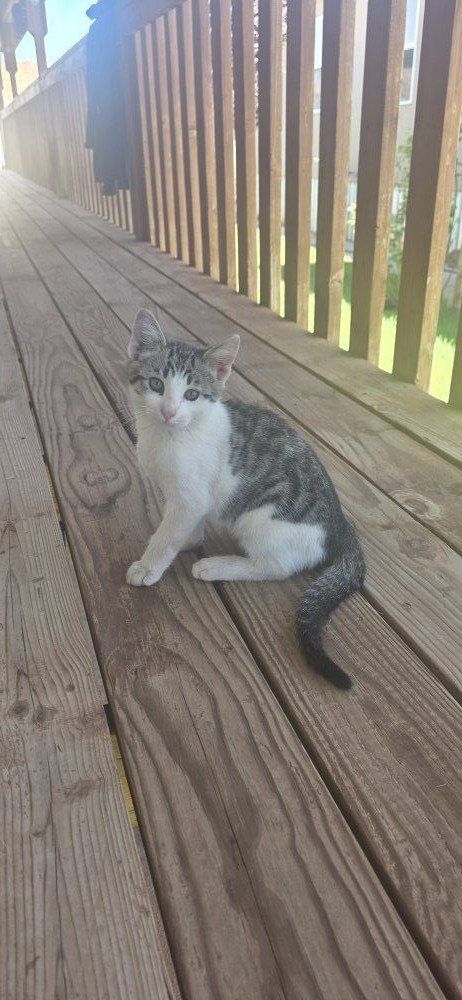 Tom Cat For Sale