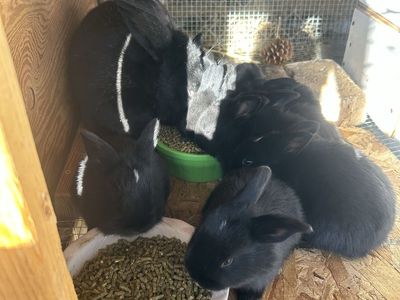 Silver Fox Rex Rabbits