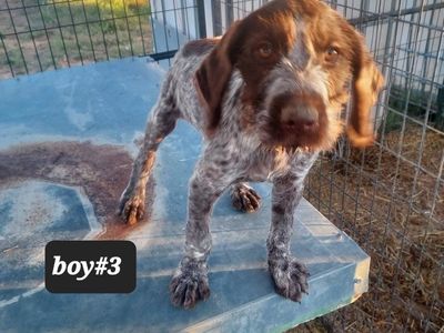AKC registered German wirehaired pointer pups