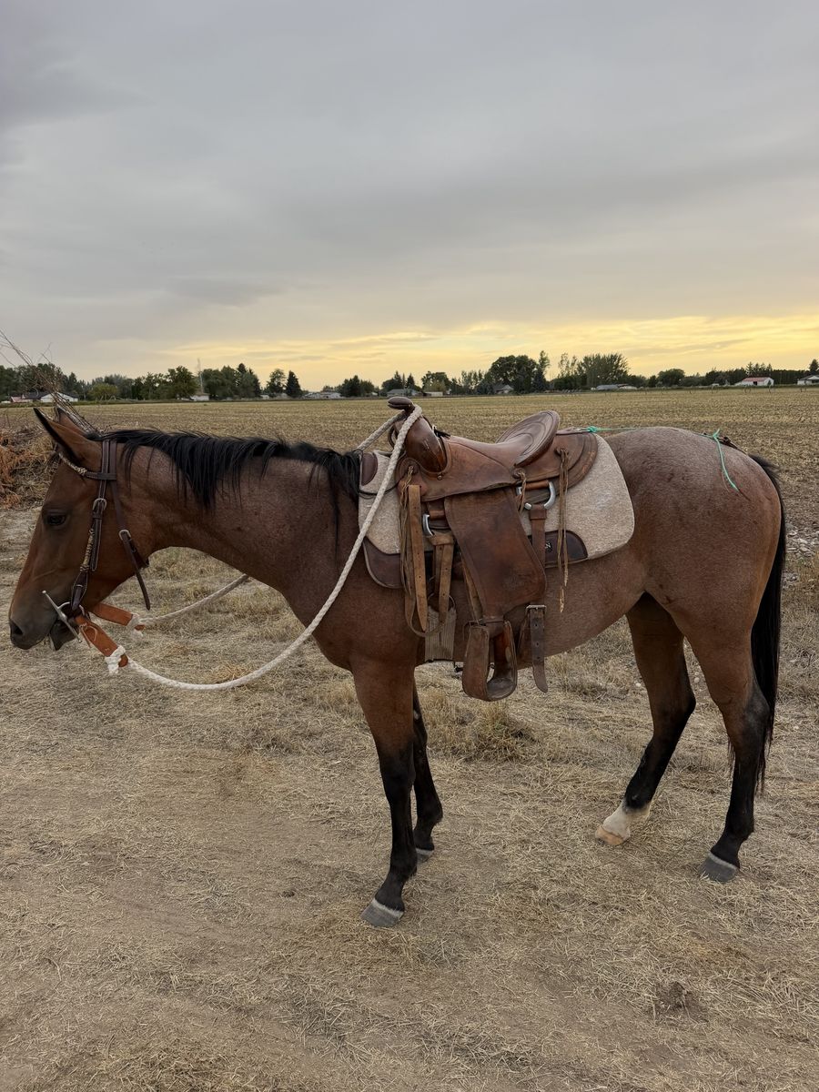Broke 2 yr old AQHA filly bay roan