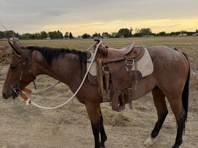 Broke 2 yr old AQHA filly bay roan
