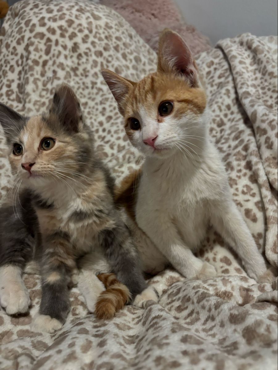 Two Adorable Domestic Shorthair Kittens - Ready for Adoption!