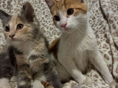 Two Adorable Domestic Shorthair Kittens - Ready for Adoption!
