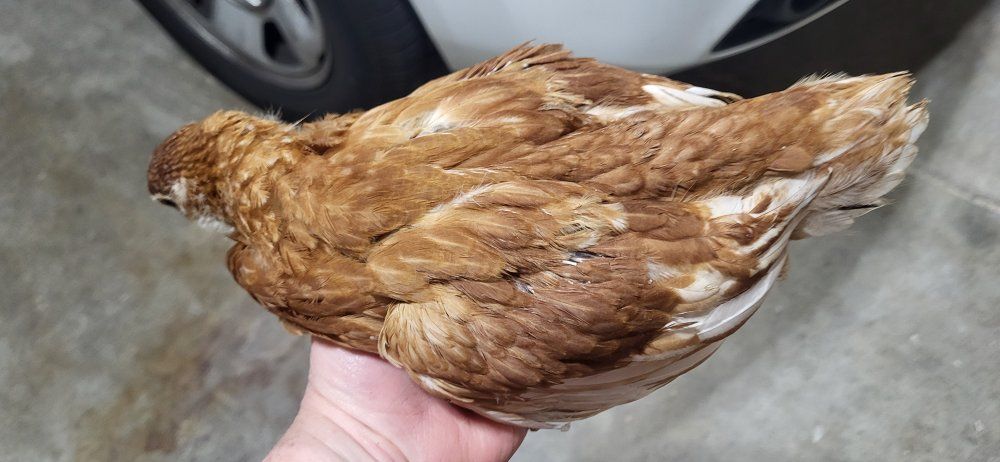 Sweet 8 week old socialilized pullets Red SexLink