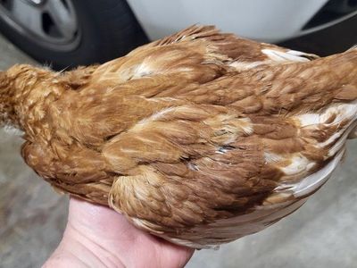 Sweet 8 week old socialilized pullets Red SexLink