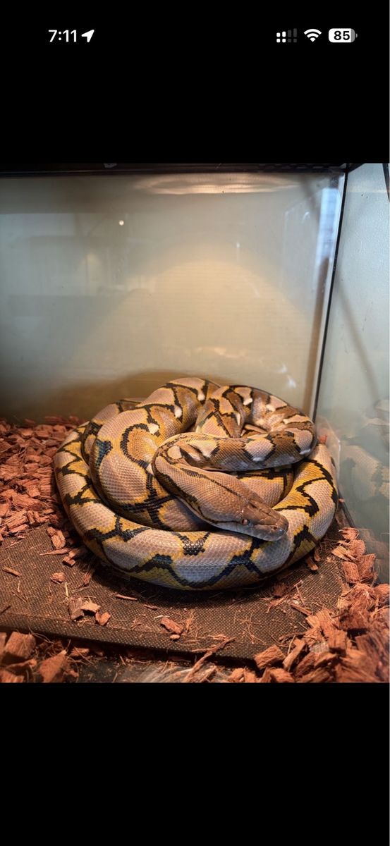 Ball pythons/Reticulated python