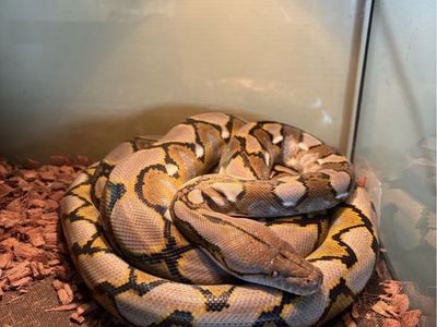 Ball pythons/Reticulated python
