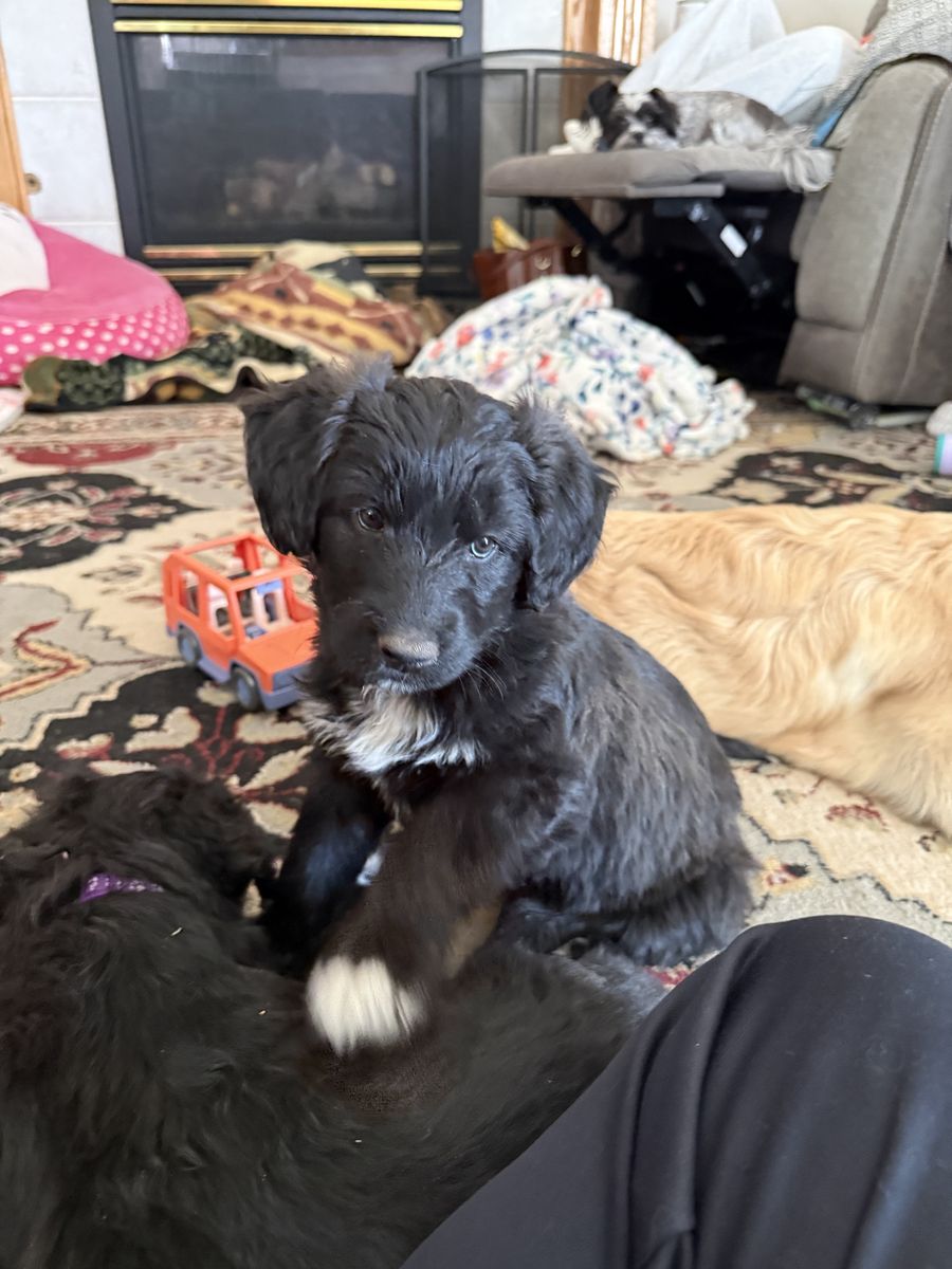 Malamute/Standard Poodle