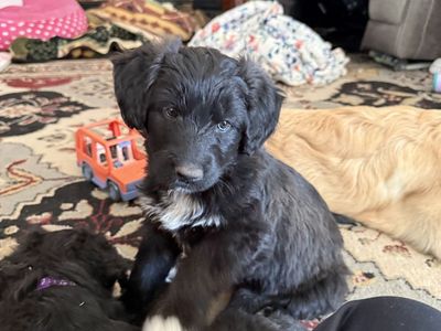 Malamute/Standard Poodle