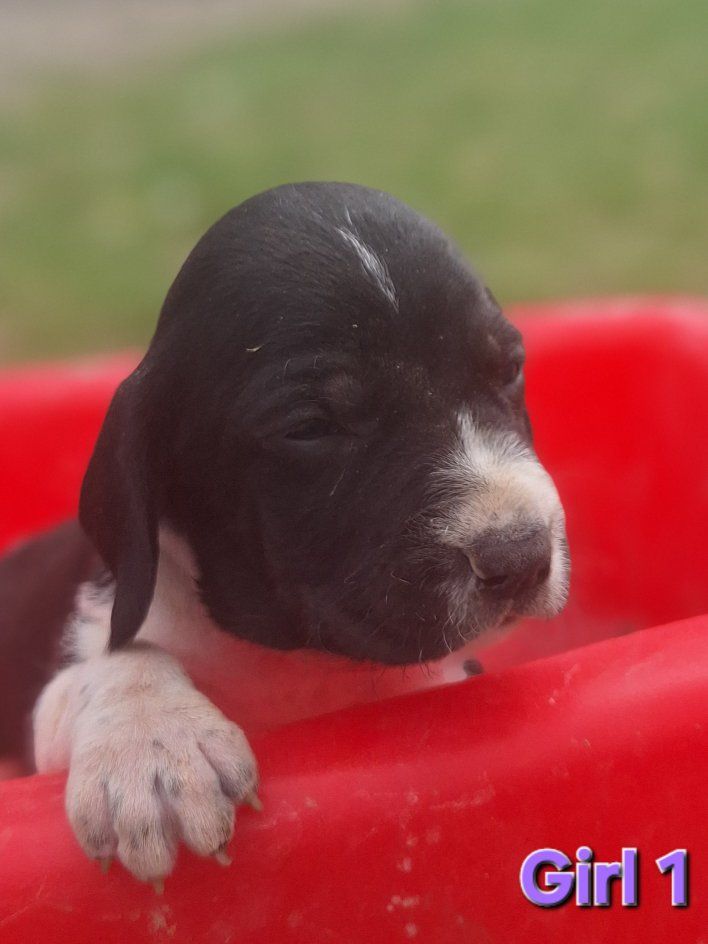 Walker Blue Tick Hound puppies