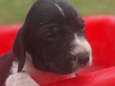 Walker Blue Tick Hound puppies