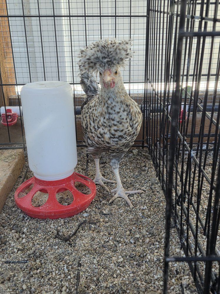 Two Polish Roosters