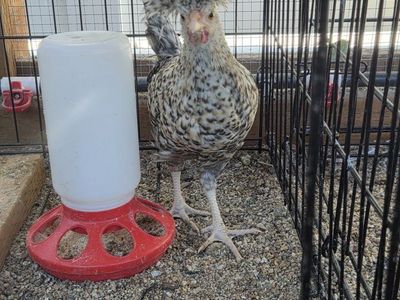 Two Polish Roosters
