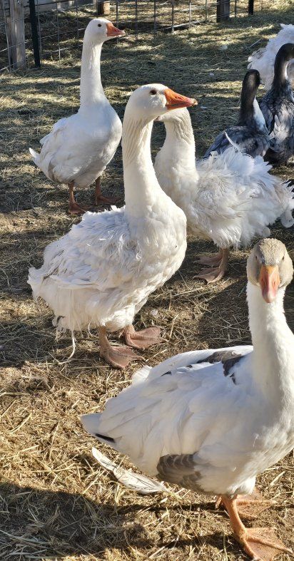 Sebastopol Geese