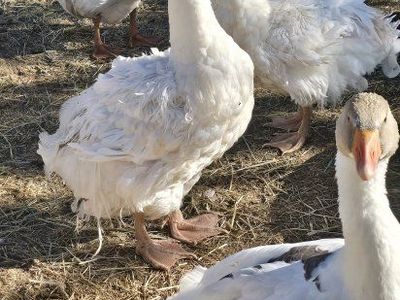 Sebastopol Geese