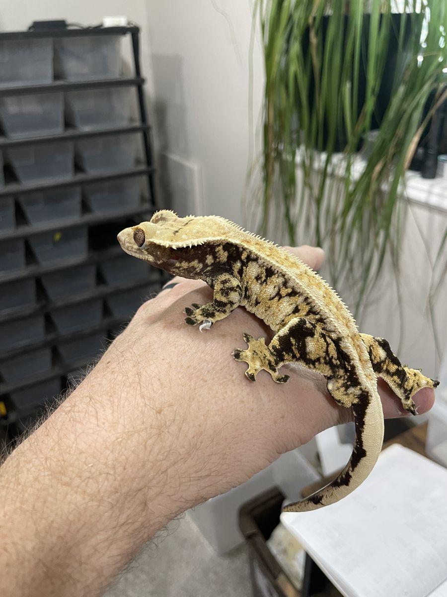 Proven Tri-Color Adult Male Crested Gecko