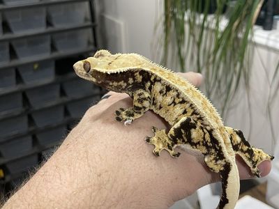 Proven Tri-Color Adult Male Crested Gecko