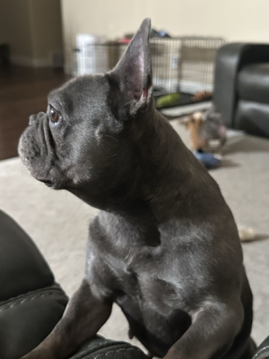 French Bulldog, 6 Years Old, AKC Registered, Blue Merle, Spayed
