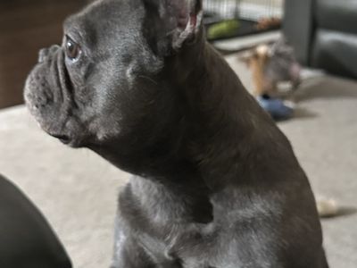 French Bulldog, 6 Years Old, AKC Registered, Blue Merle, Spayed