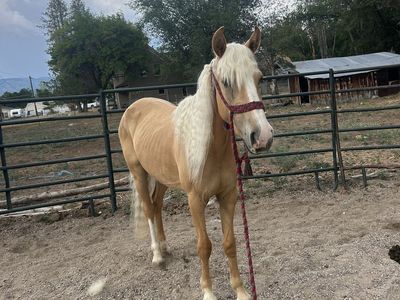 2 year old palomino mare obo