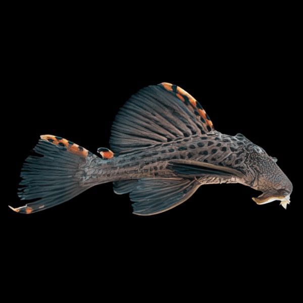 L091 Three Beacon Pleco