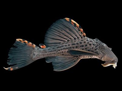 L091 Three Beacon Pleco
