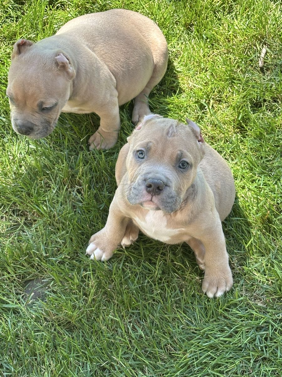 American Bully Pockets