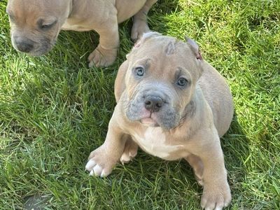 American Bully Pockets