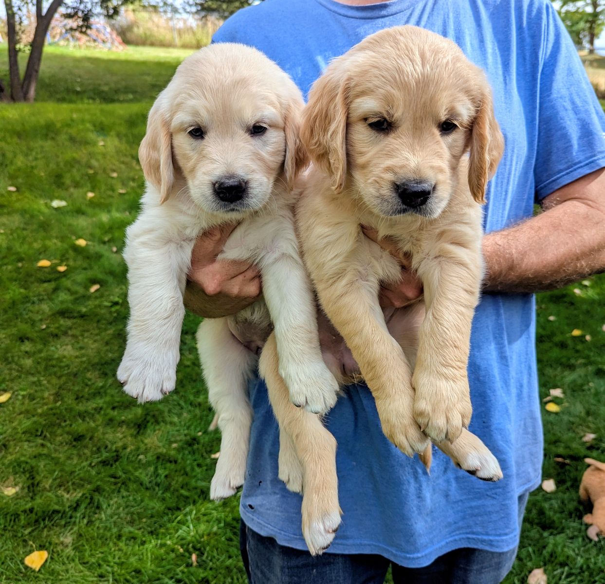 Full Registration AKC Golden Retriever Puppies $1300
