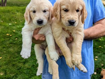 Full Registration AKC Golden Retriever Puppies $1300