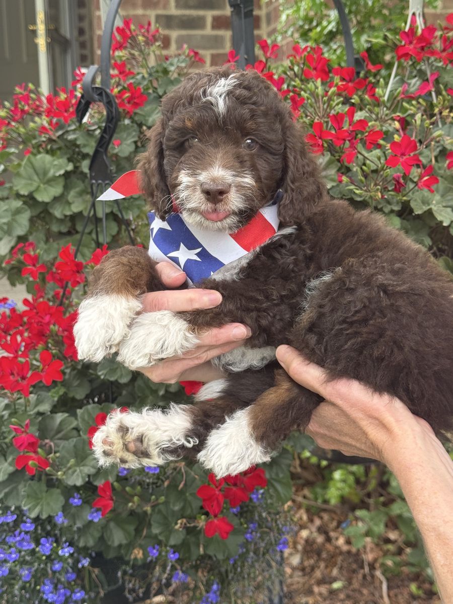Tricolor mini bernedoodles for sale