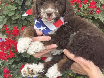 Tricolor mini bernedoodles for sale