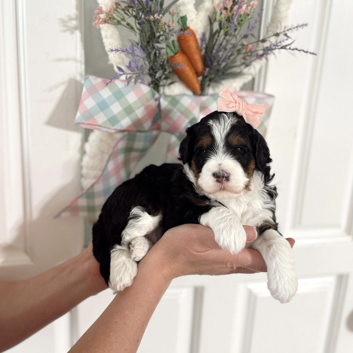 Gorgeous Bernedoodle puppies! Multigen Mini 20-30 pounds full grown.