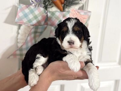 Gorgeous Bernedoodle puppies! Multigen Mini 20-30 pounds full grown.