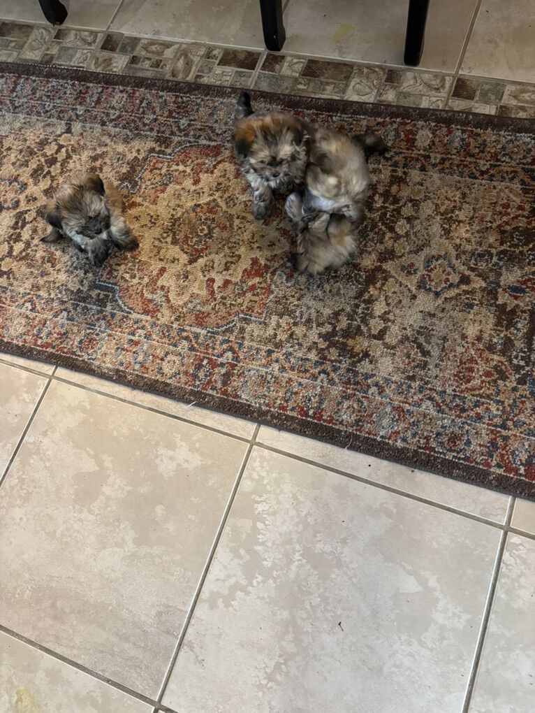 havanes Puppies   Non Shed