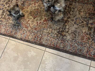 havanes Puppies Non Shed