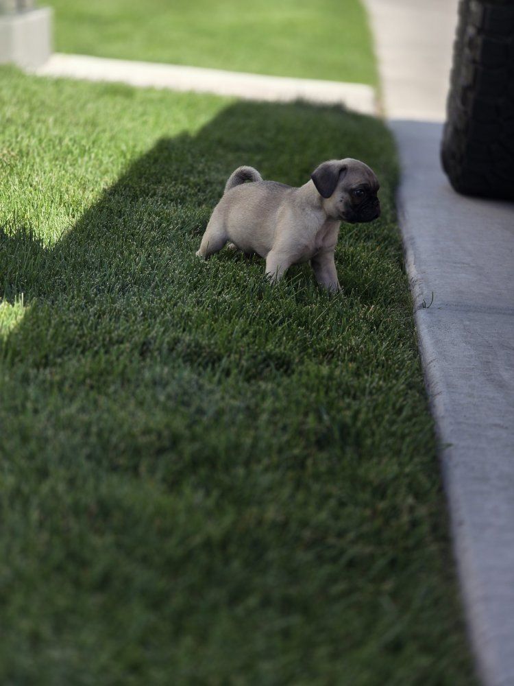 Pug Puppy