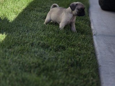 Pug Puppy