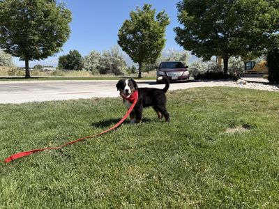 AKC Bernese mountain dog puppy