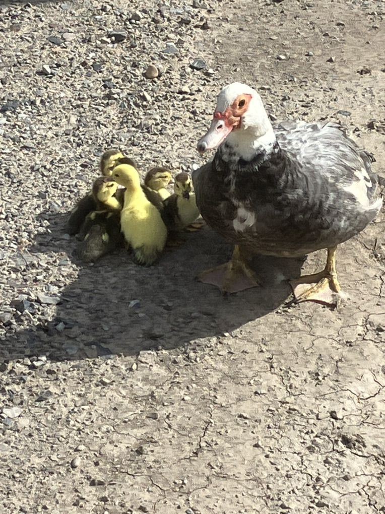 Muscovy Ducklings