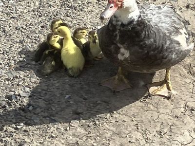 Muscovy Ducklings