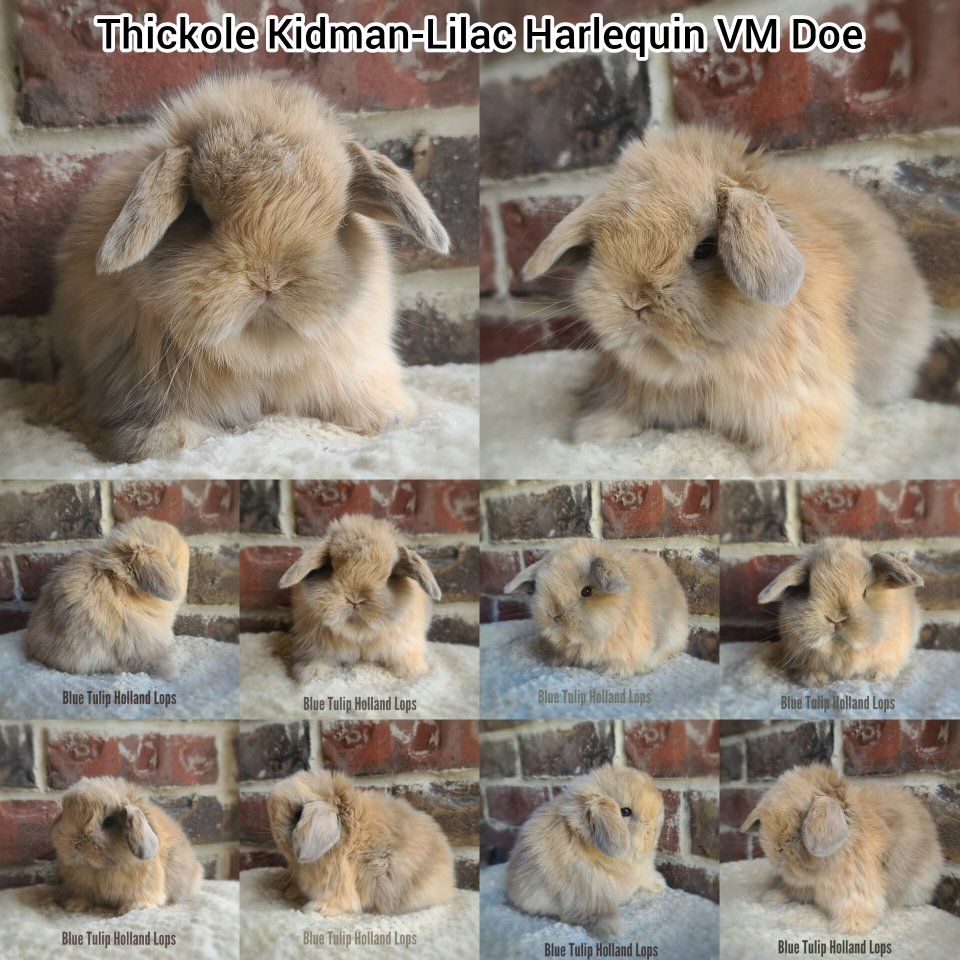 Sweet Holland Lops