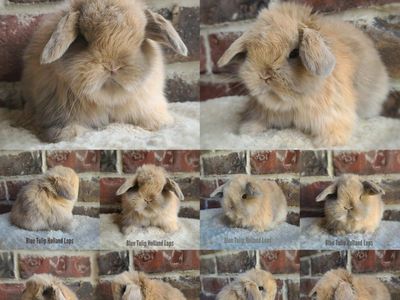 Sweet Holland Lops