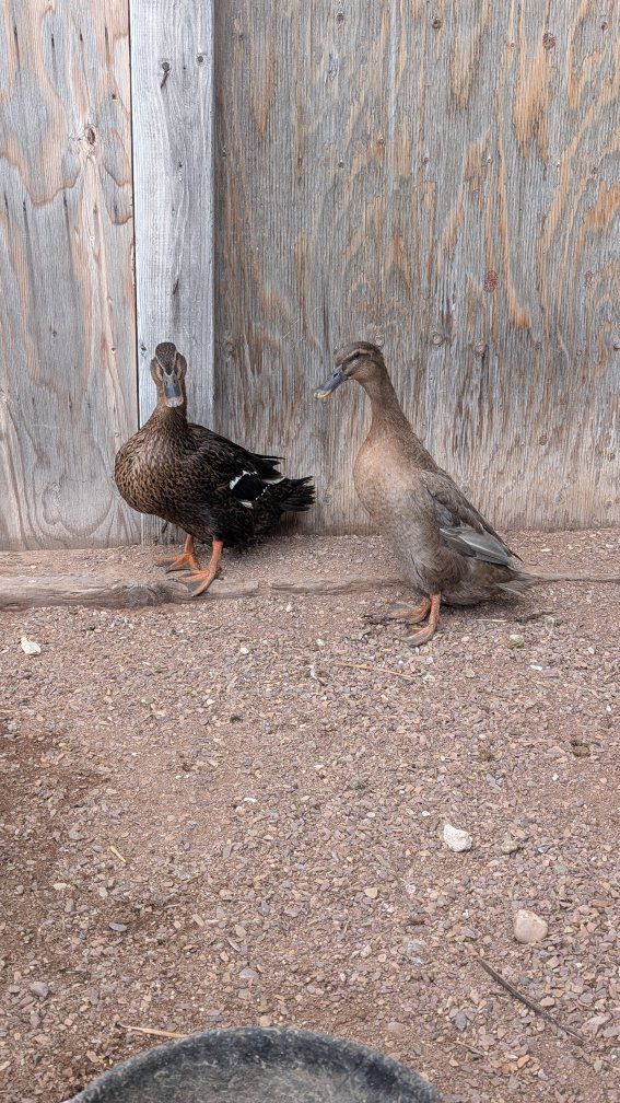 Female ducks