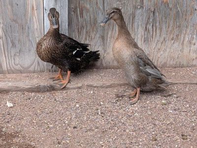 Female ducks